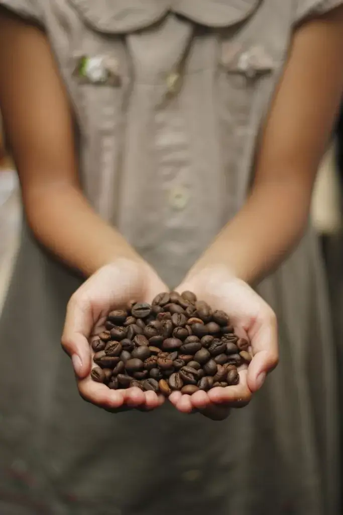 Coffee beans offered in hands
